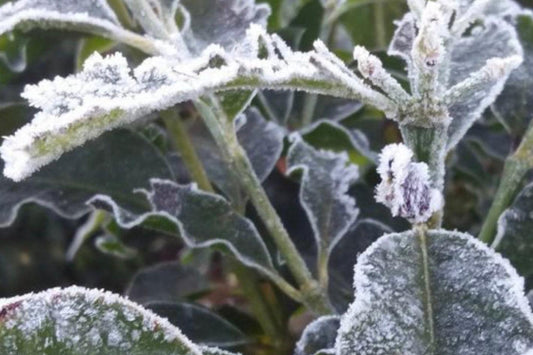 BRASILE ALLARME CAFFÈ - GELATA DEVASTA LE PIANTAGIONI | Coffeel