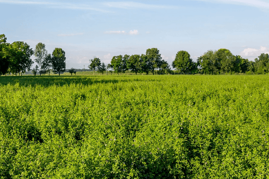 agricoltura simbiotica