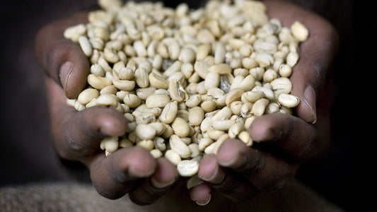 LAVORAZIONE AGRICOLA DEL CAFFE'