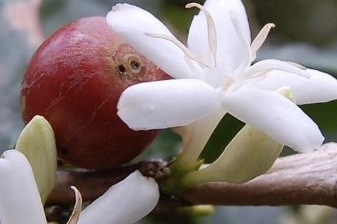 CAFFÈ 100% CERTIFICATO BIOLOGICO - IL PERCORSO | Coffeel