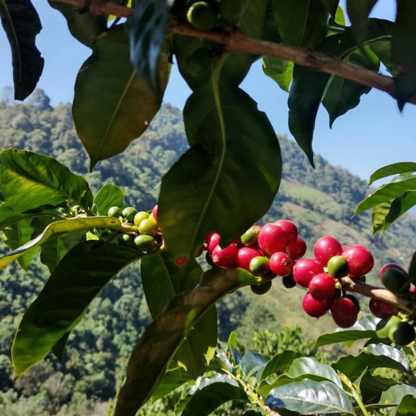 Bio Messico Romex Fine Robusta