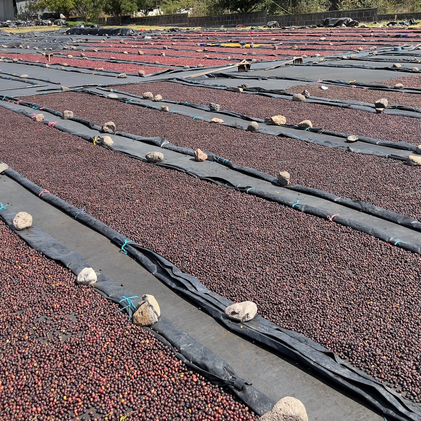 Bio Nicaragua Sacuanjoche Specialty