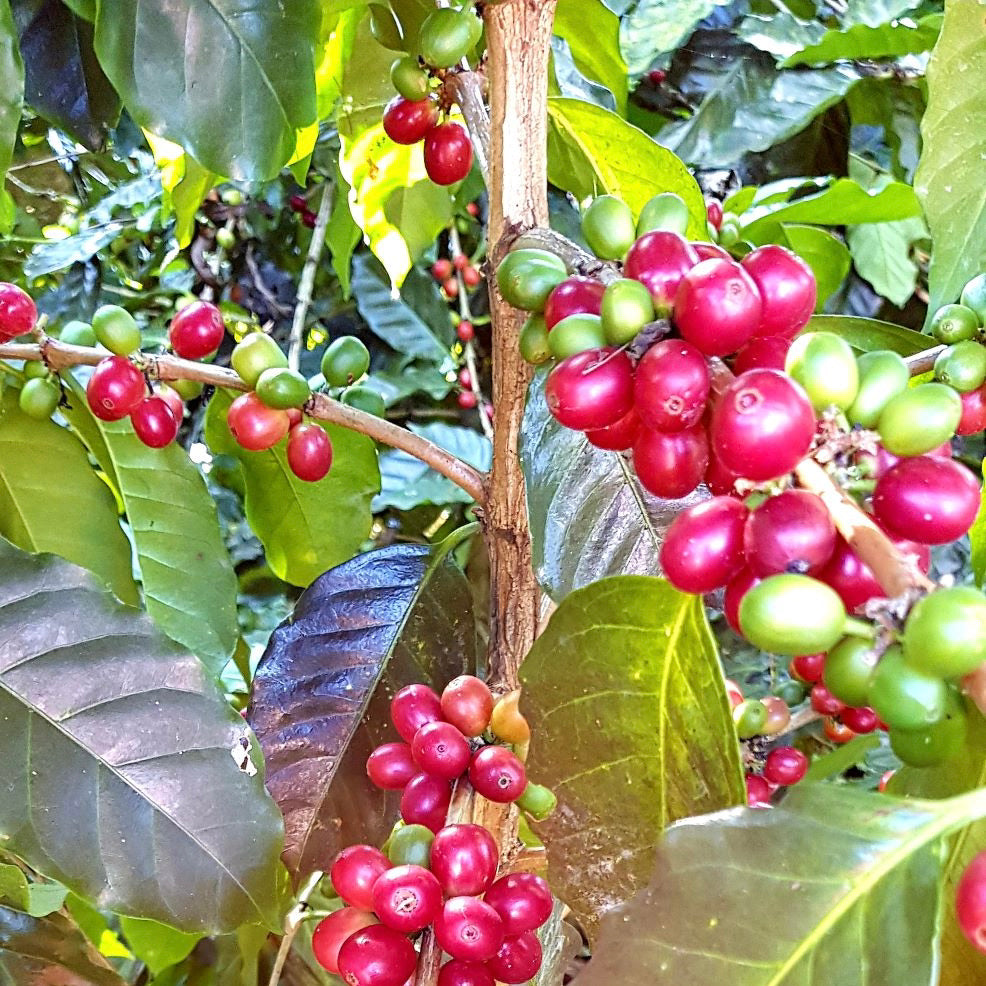 Bio Messico Geisha Specialty