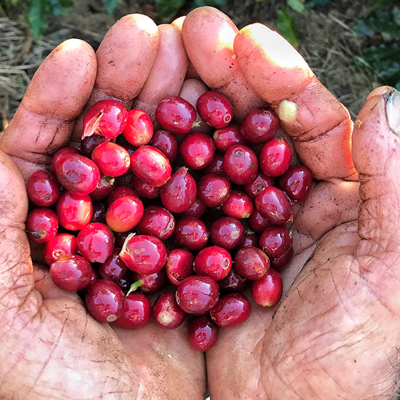 Bio Guatemala Chimalli