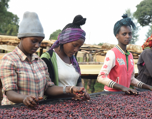 Bio Etiopia Guji Specialty