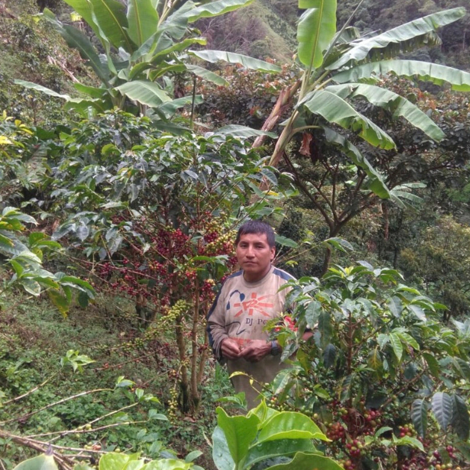Bio Guatemala Quetzalito Specialty