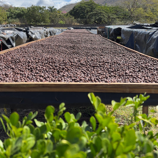 Bio Nicaragua Sacuanjoche Specialty