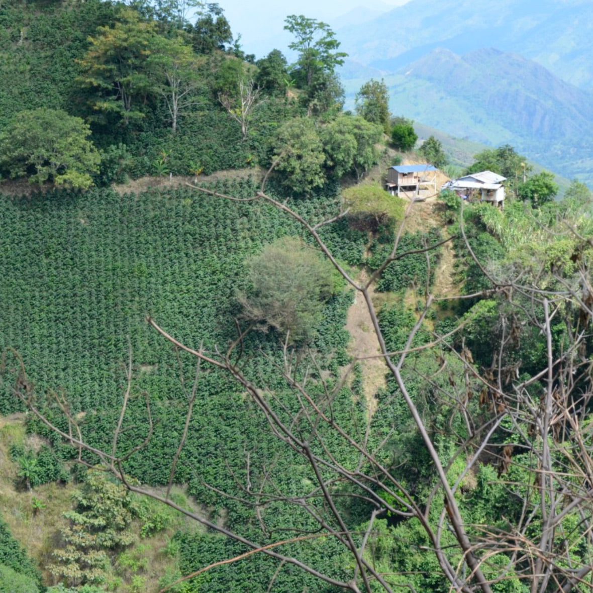 Bio Colombia Tolima Specialty