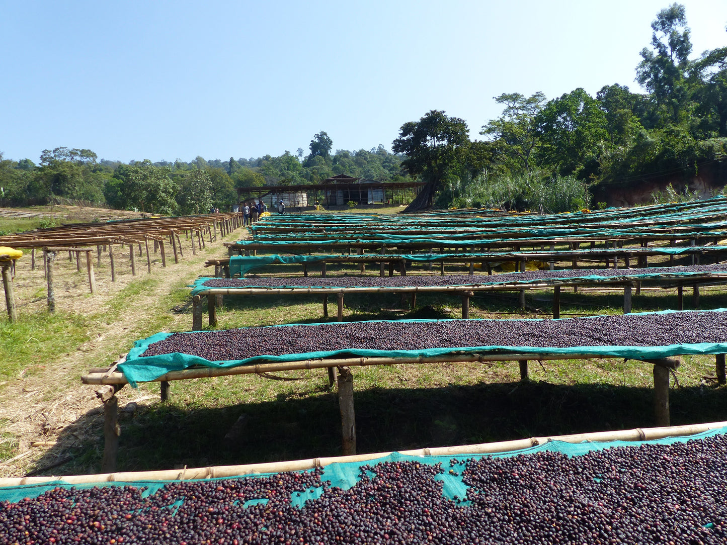 Bio Etiopia Guji Specialty