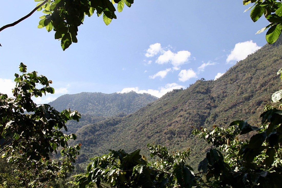 MICROLOTTO GUATEMALA HUEHUETENANGO FINCA LA BOLSA | Coffeel