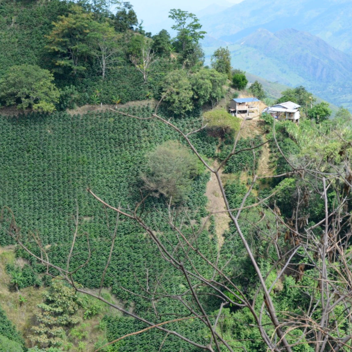 Bio Colombia Tolima